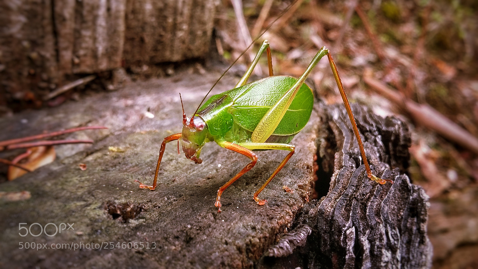 Samsung Galaxy Grand Prime sample photo. Saltamontes hoja verde photography