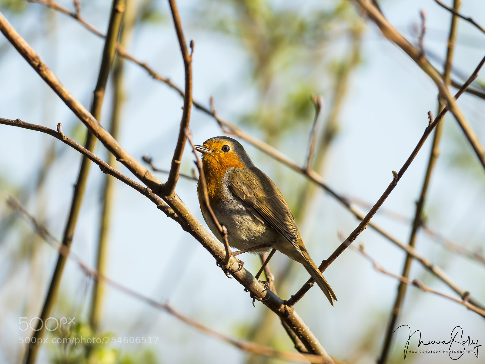 Olympus OM-D E-M1 Mark II sample photo. Little robin photography