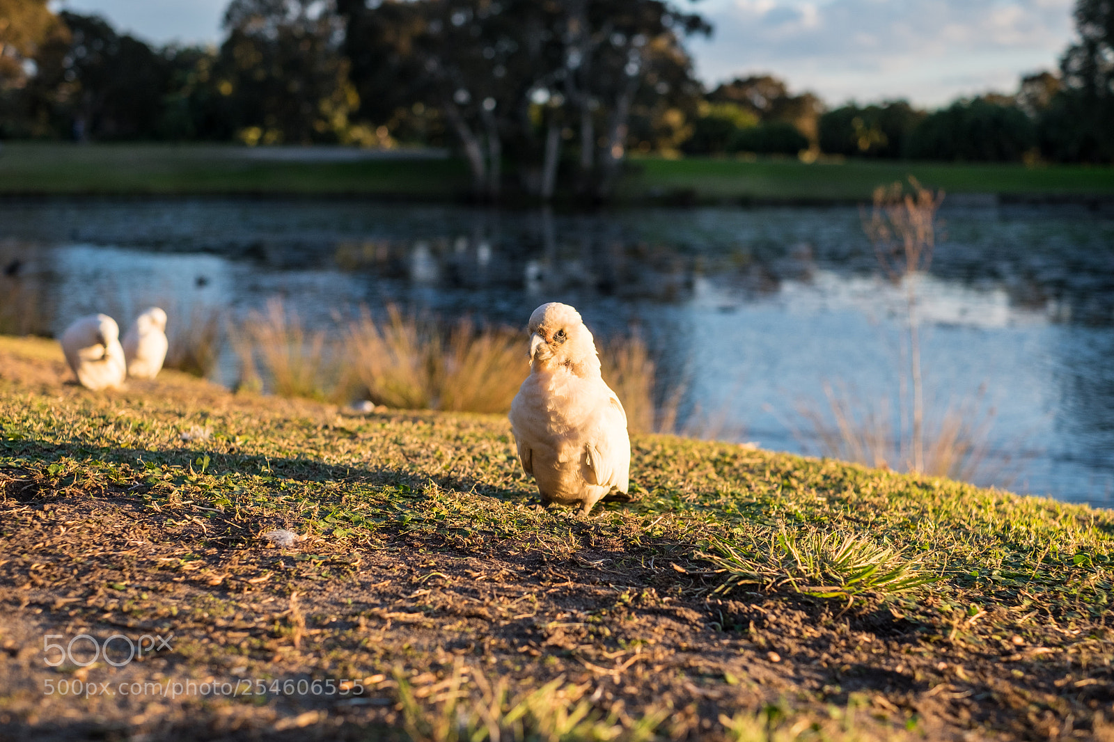 Fujifilm X-T1 sample photo. Whie cockatoo photography
