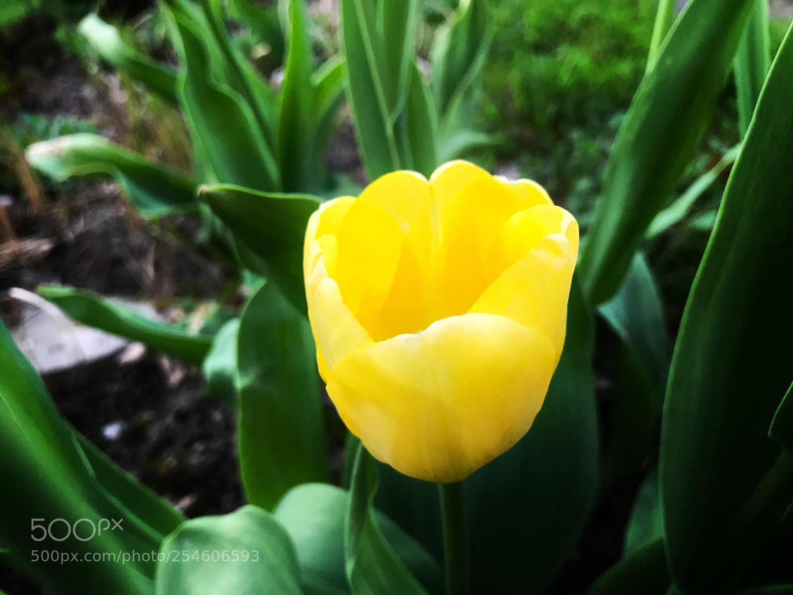 Apple iPhone 7 sample photo. Tulip ii photography