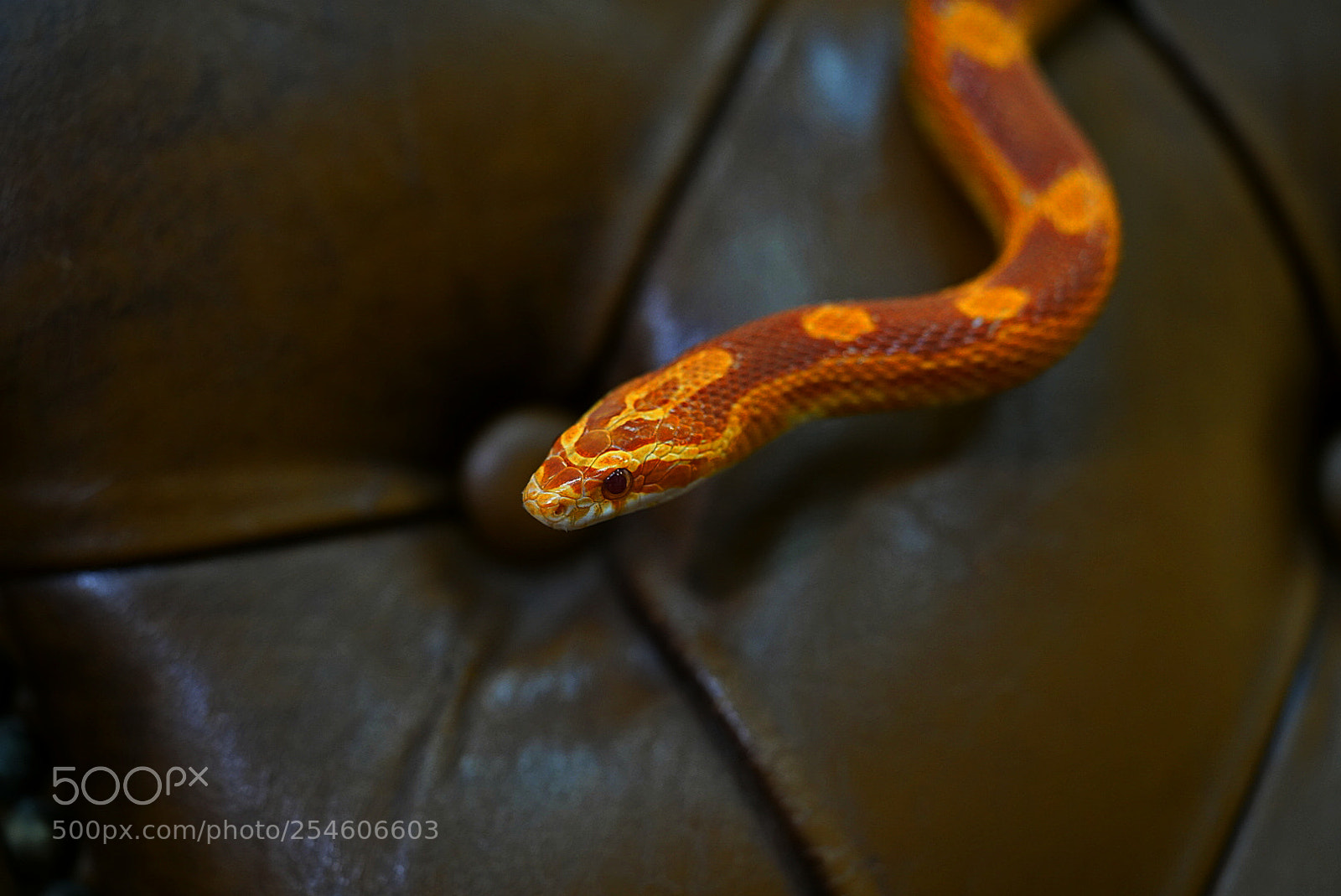 Sony a7R III sample photo. Serpens photography