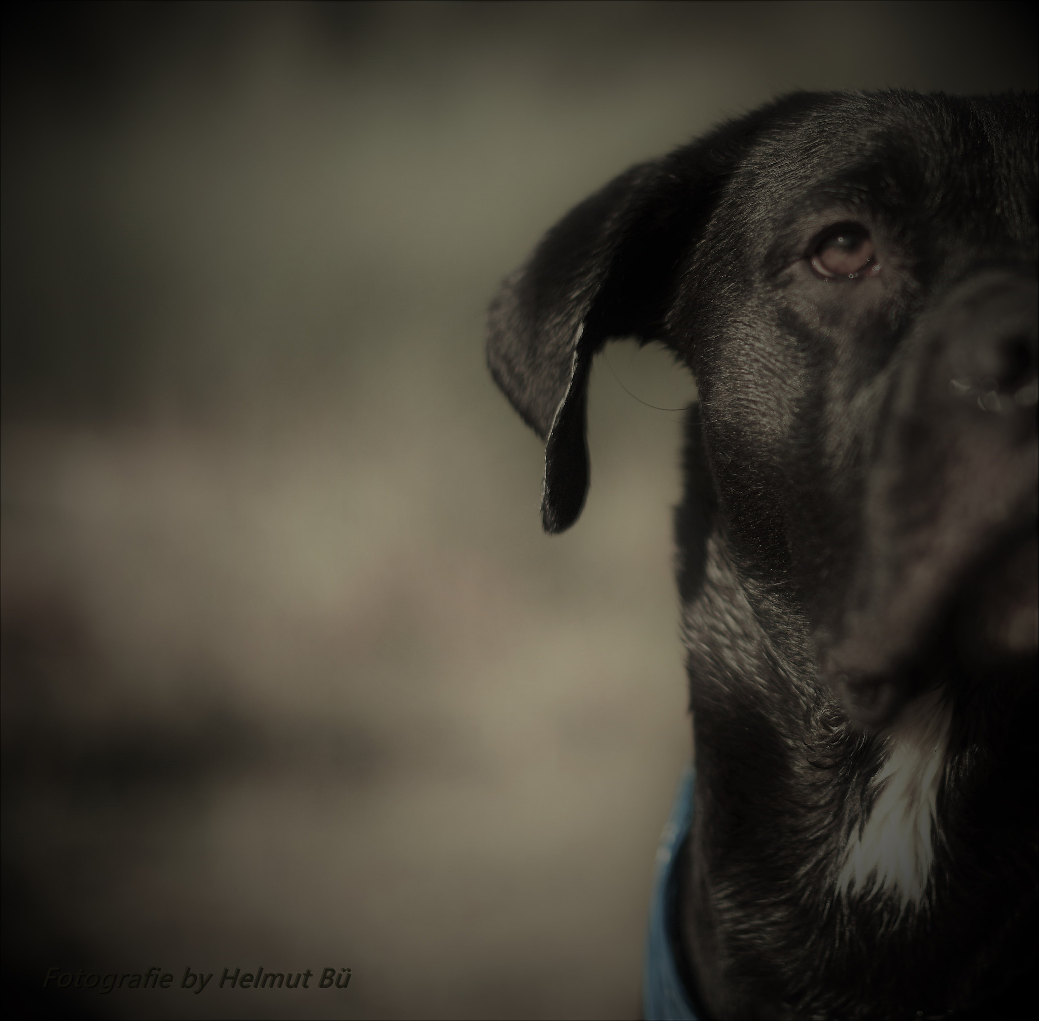 Nikon D810 + Nikon AF-S Nikkor 50mm F1.4G sample photo. Dogge krümel photography
