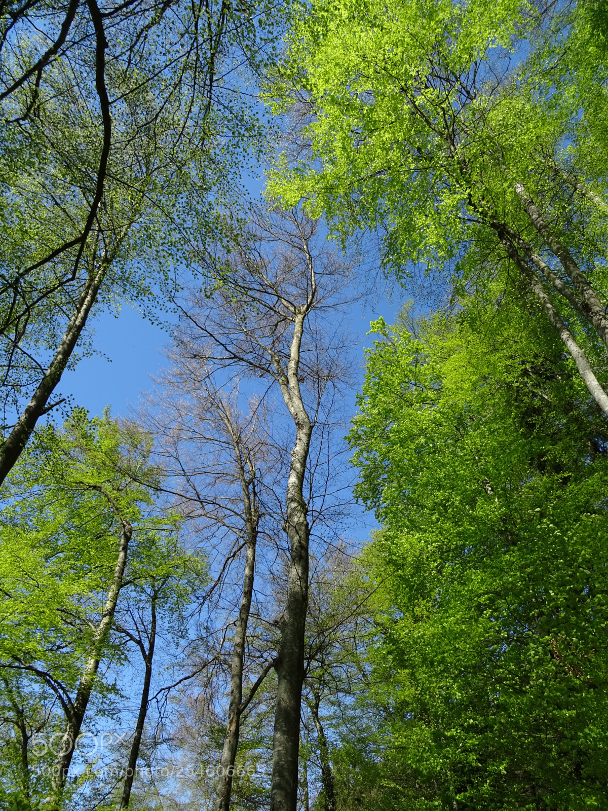 Sony DSC-HX60V sample photo. In the woods photography