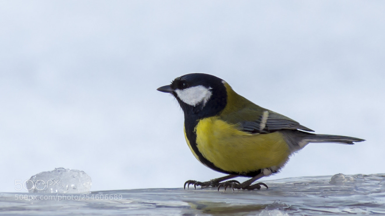 Nikon D7100 sample photo. 890.jpg photography