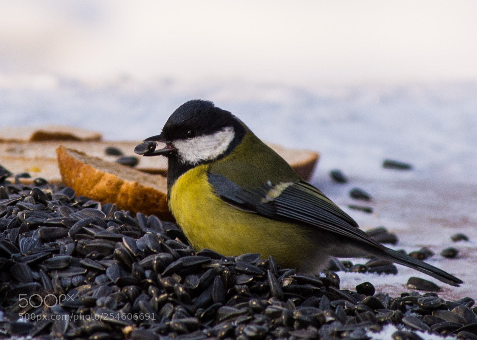 Nikon D7100 sample photo. 2822_1.jpg photography