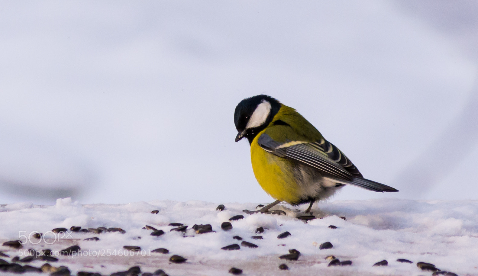 Nikon D7100 sample photo. 2934.jpg photography
