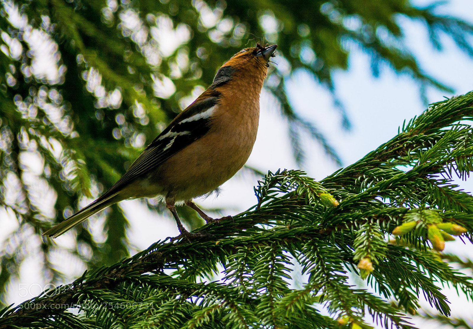 Nikon D7100 sample photo. 3990_2.jpg photography