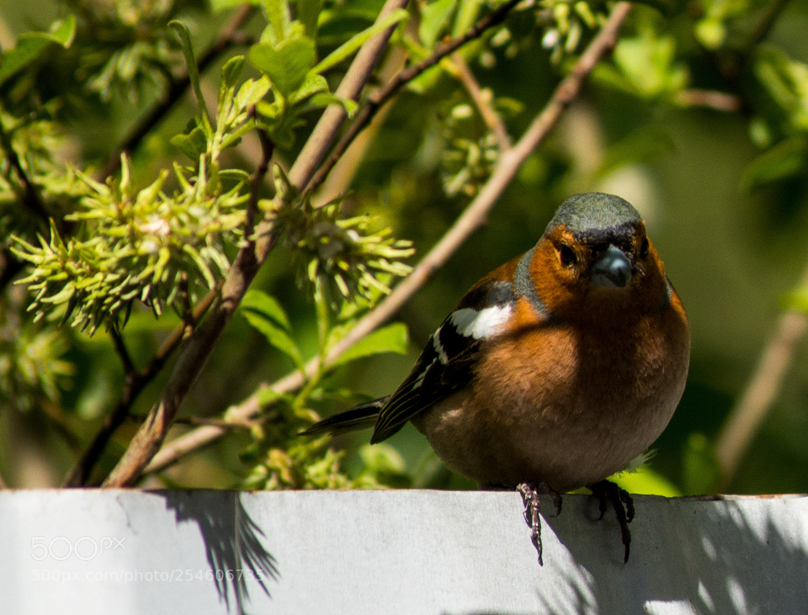 Nikon D7100 sample photo. 4049.jpg photography