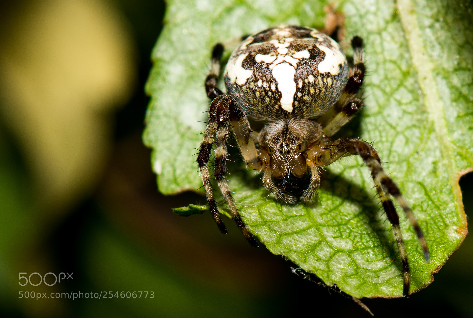 Nikon D7100 sample photo. 4730.jpg photography