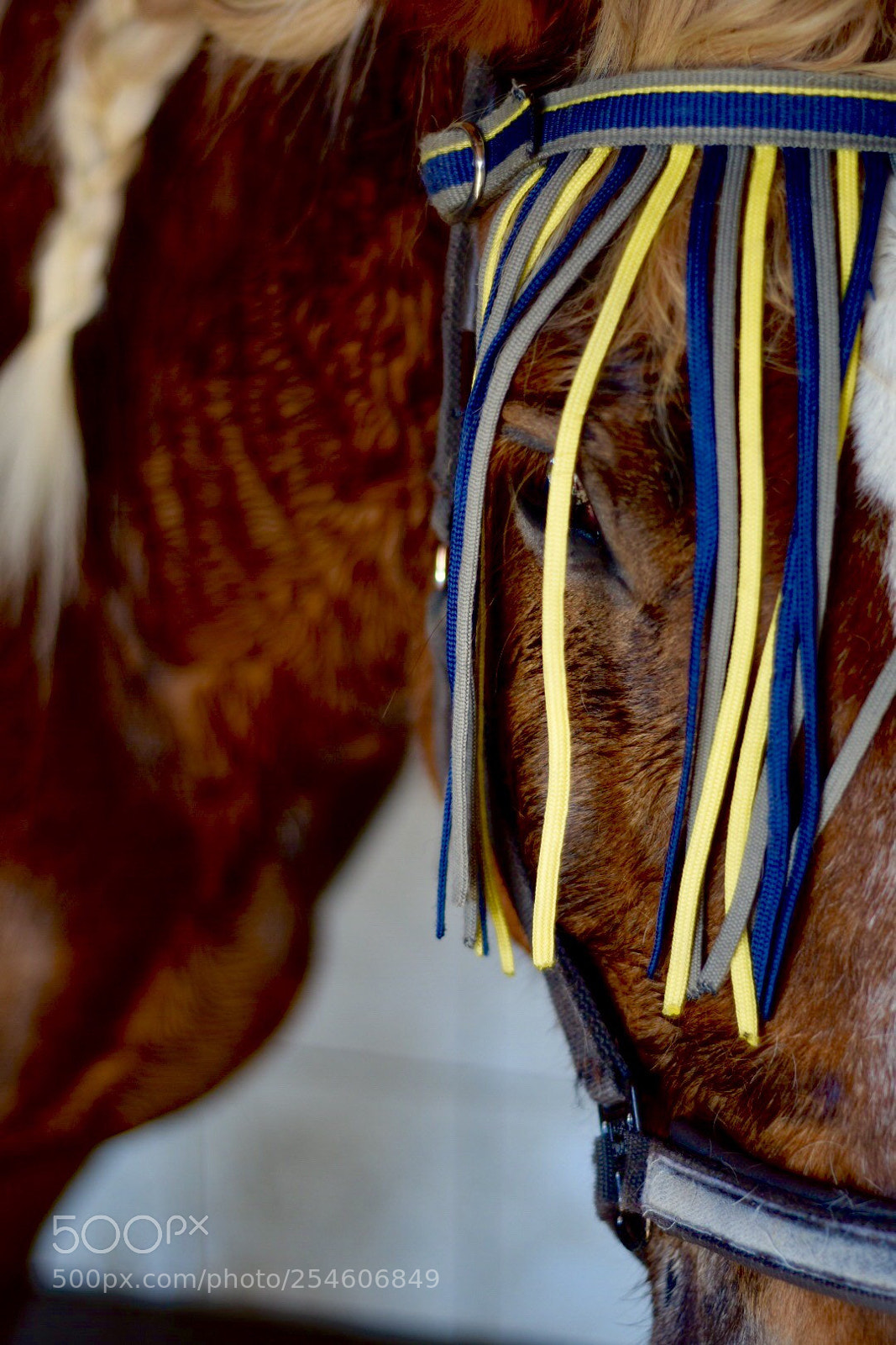Nikon D7200 sample photo. Horse after training photography