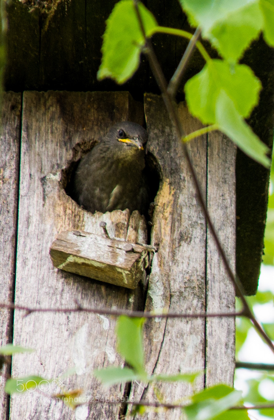 Nikon D7100 sample photo. 3928.jpg photography