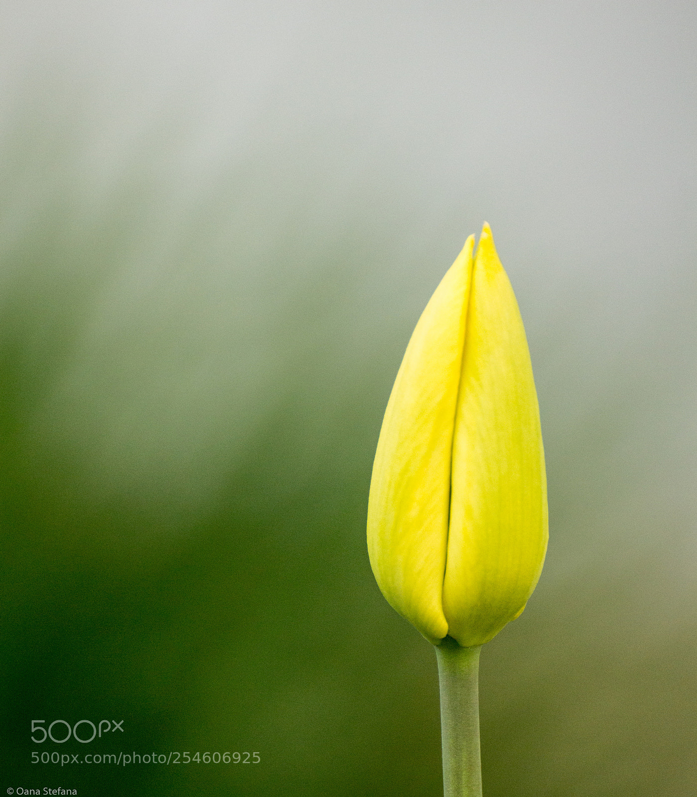 Canon EOS 600D (Rebel EOS T3i / EOS Kiss X5) sample photo. Growing spring photography