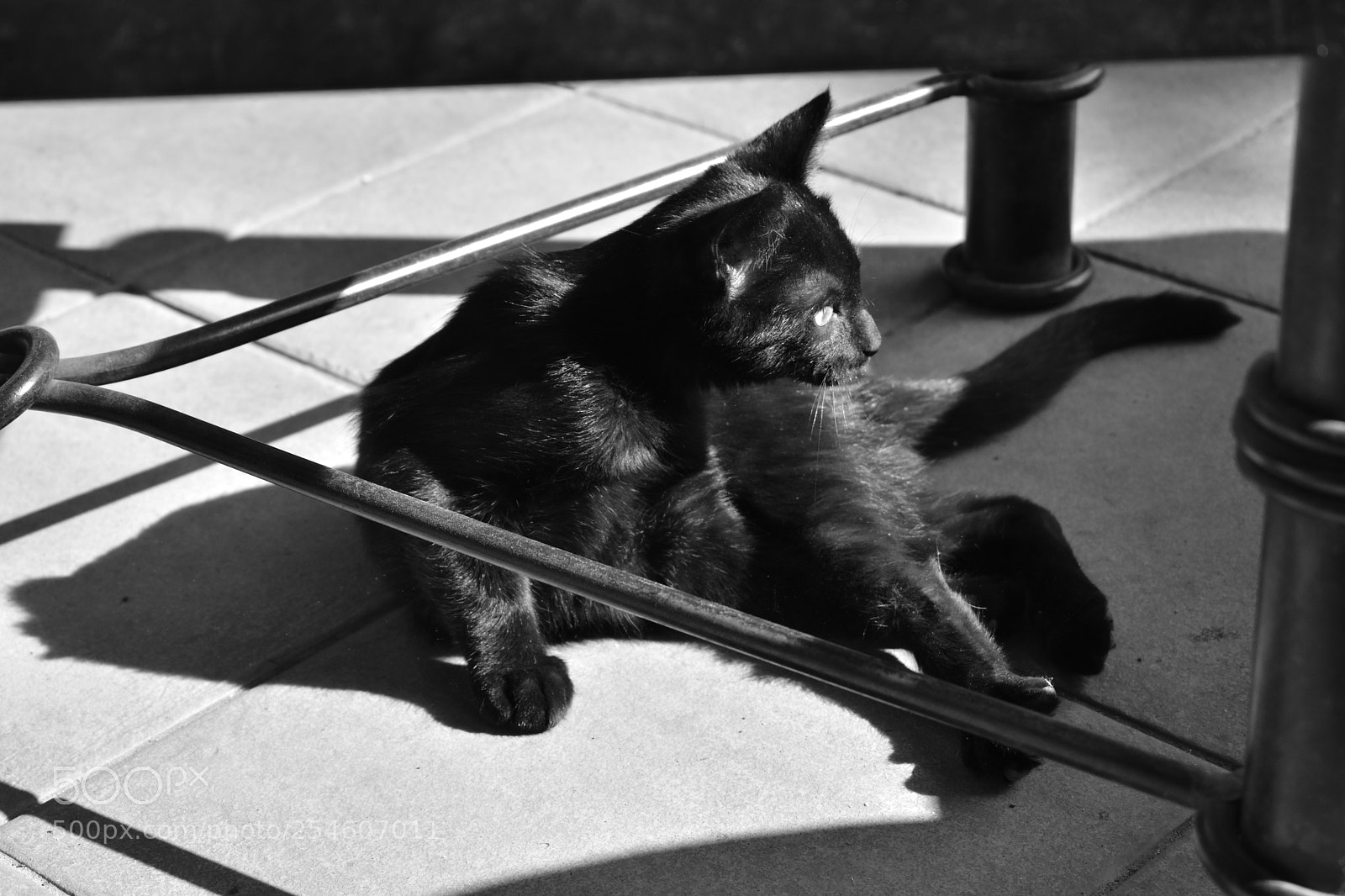 Nikon D3400 sample photo. Neko 4 photography