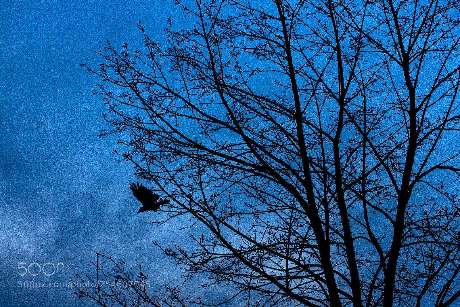 Canon EOS 650D (EOS Rebel T4i / EOS Kiss X6i) sample photo. Dark spring photography