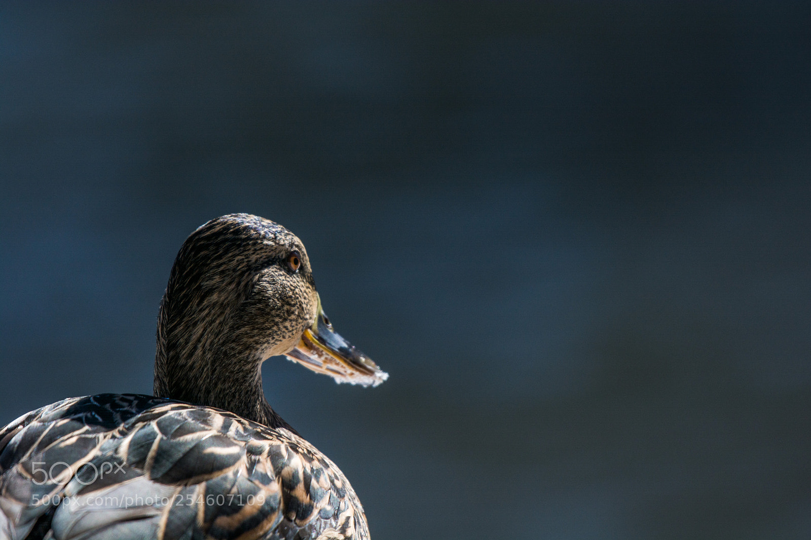 Nikon D7100 sample photo. 7037.jpg photography