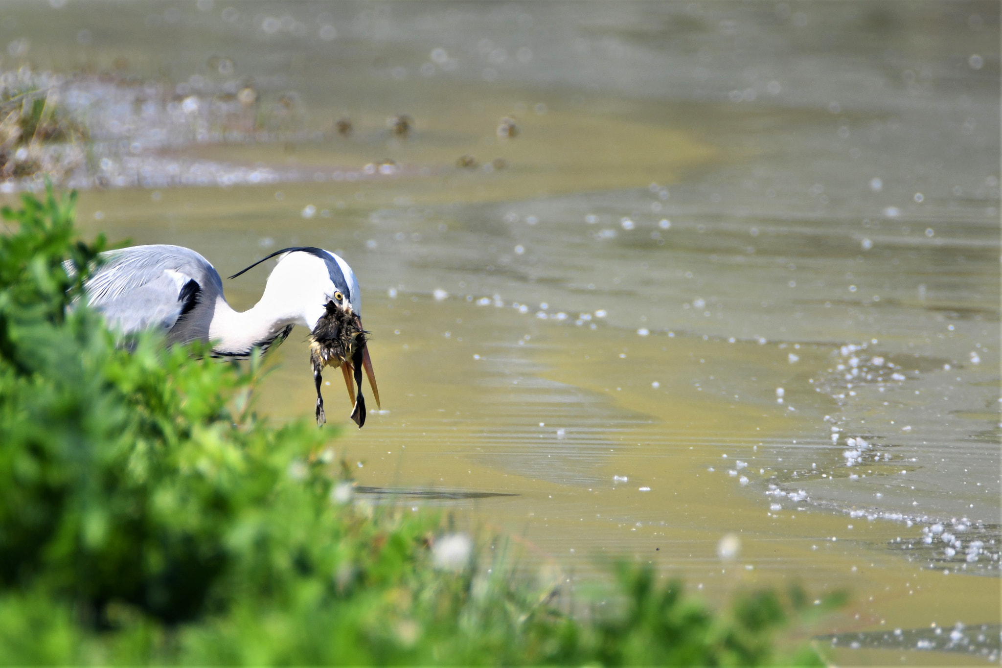 Nikon D7500 sample photo. Nature sometimes is cruel photography