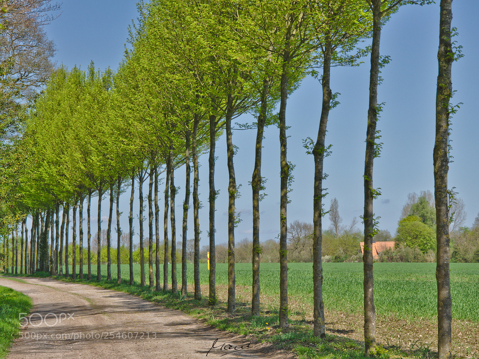 Nikon D90 sample photo. A kind of fence photography