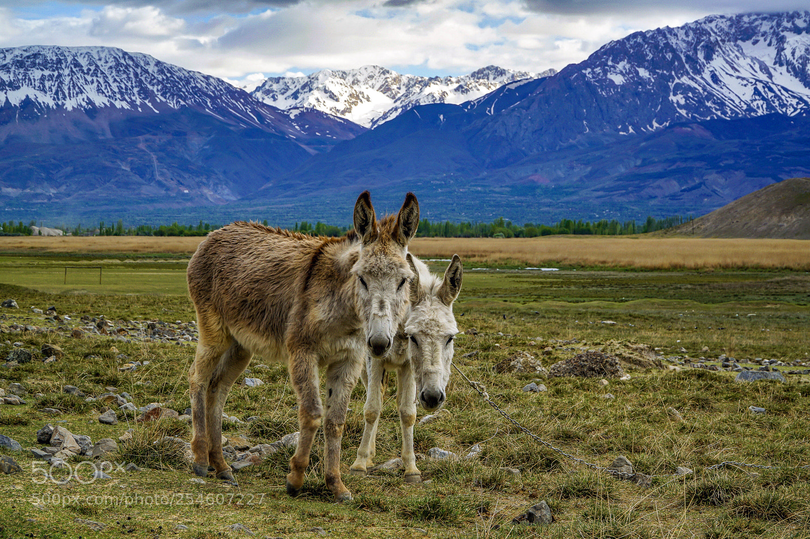 Sony a6000 sample photo. Spring and donkeys photography