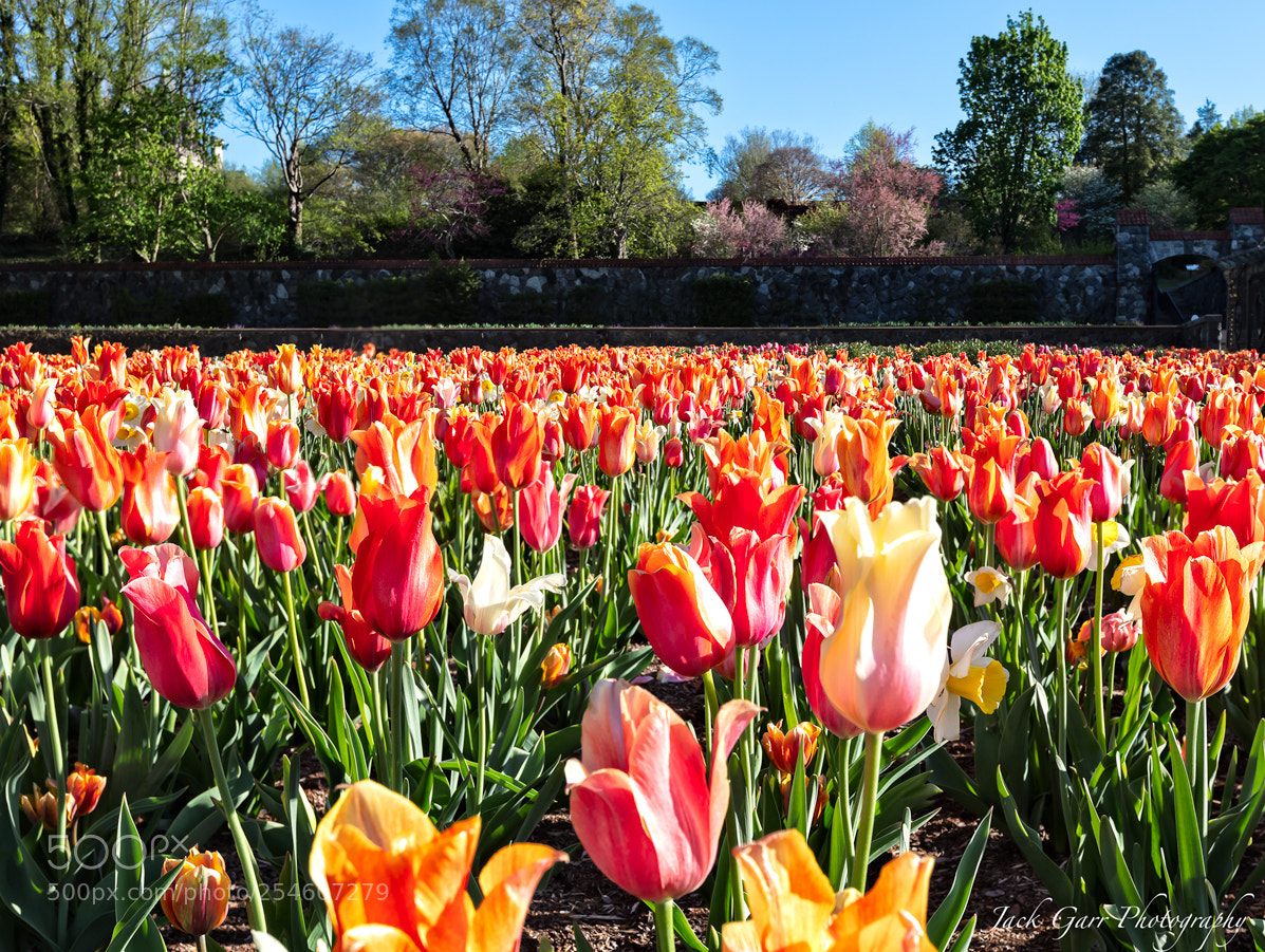 Canon EOS 5DS sample photo. Tulip garden photography