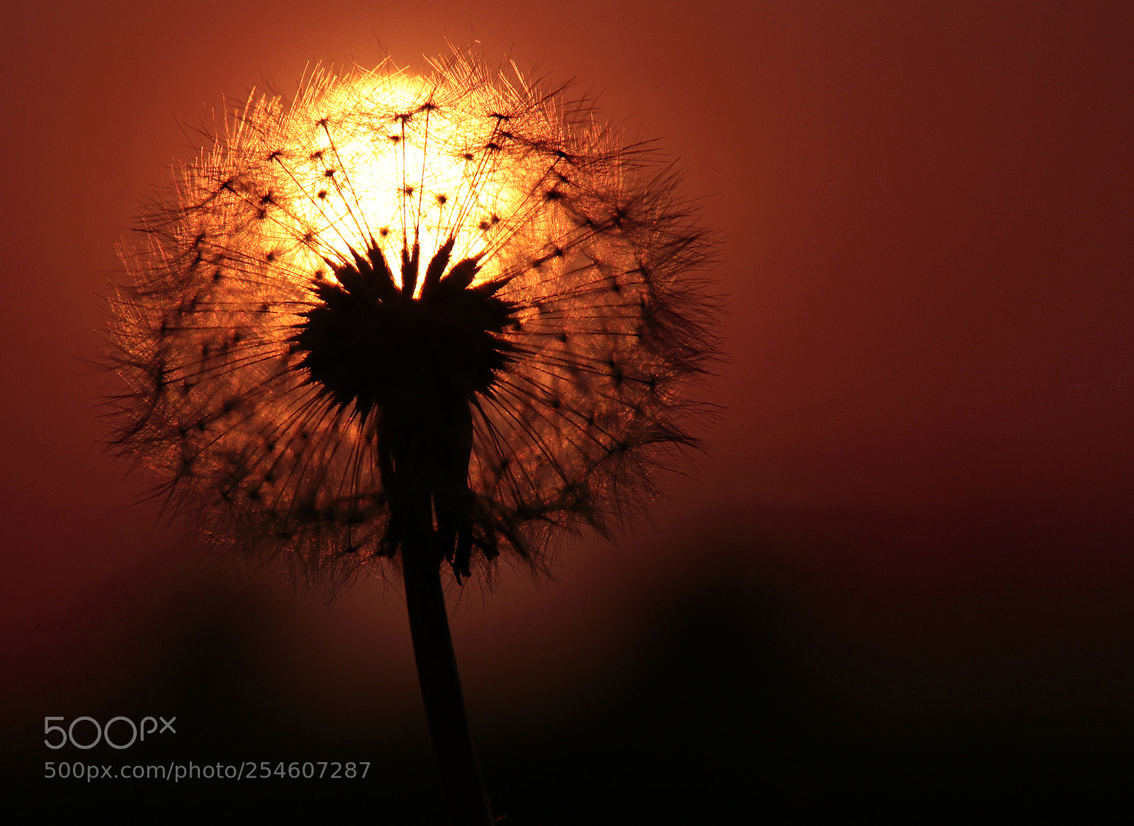 Canon EOS 600D (Rebel EOS T3i / EOS Kiss X5) sample photo. Dandelion photography
