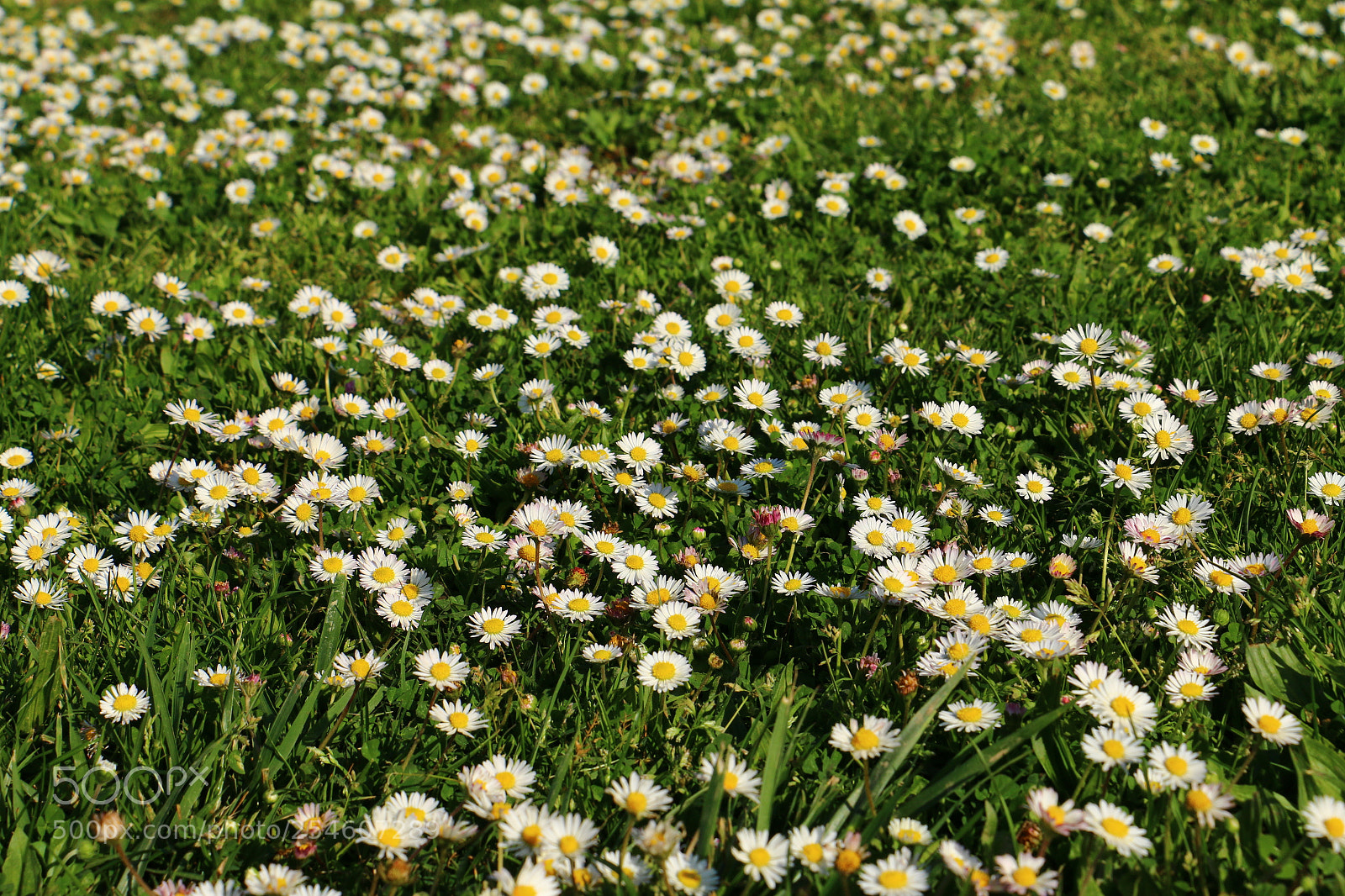 Canon EOS 70D sample photo. Untitled photography