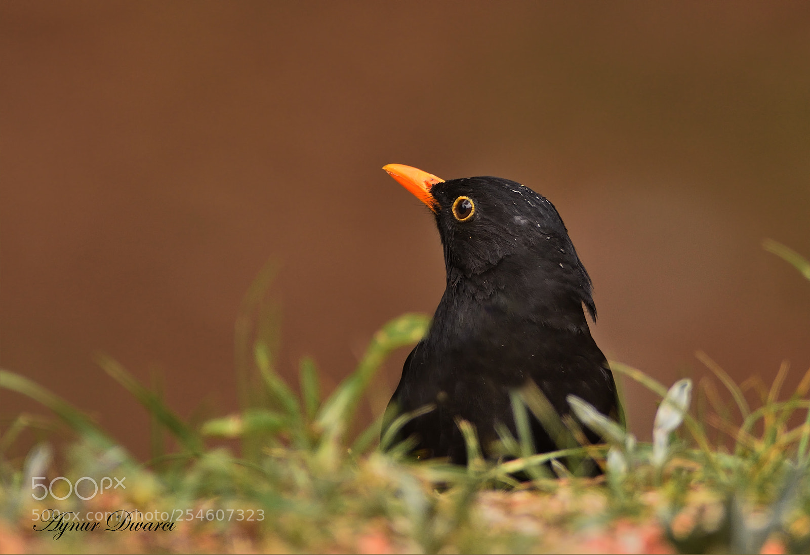 Nikon D7200 sample photo. Common blackbird - turdus photography