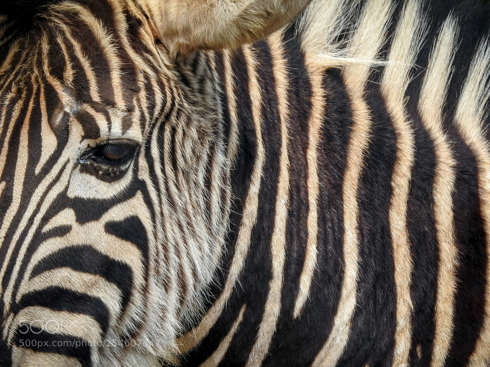 Nikon Coolpix P900 sample photo. Stripes photography