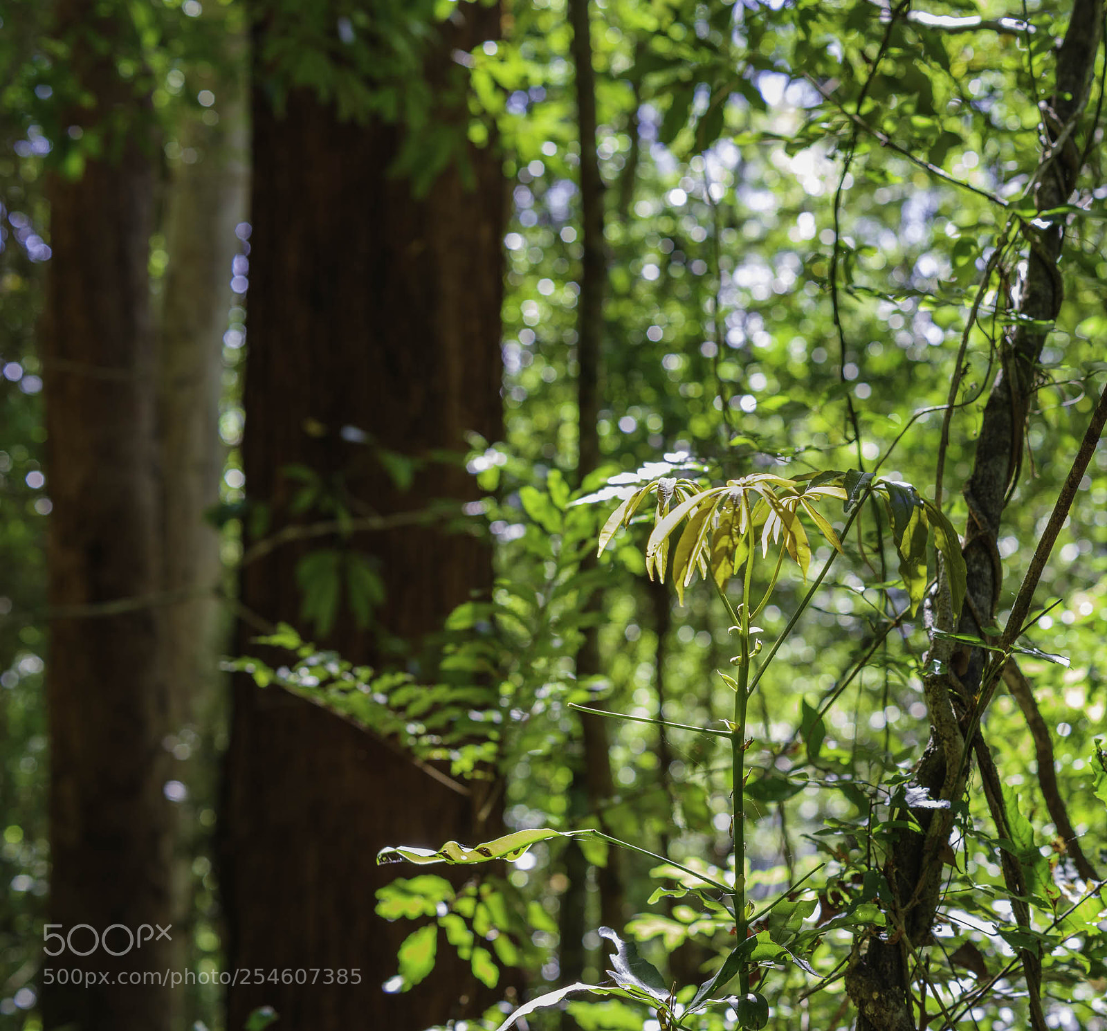 Pentax K-1 sample photo. Sun in the rainforest photography