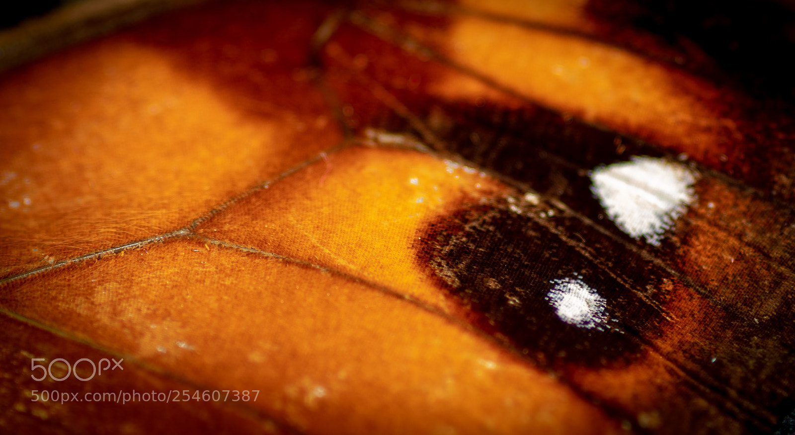 Pentax K-1 sample photo. Butterfly wing photography