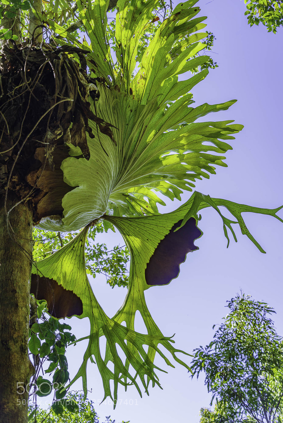 Pentax K-1 sample photo. Staghorn fern photography