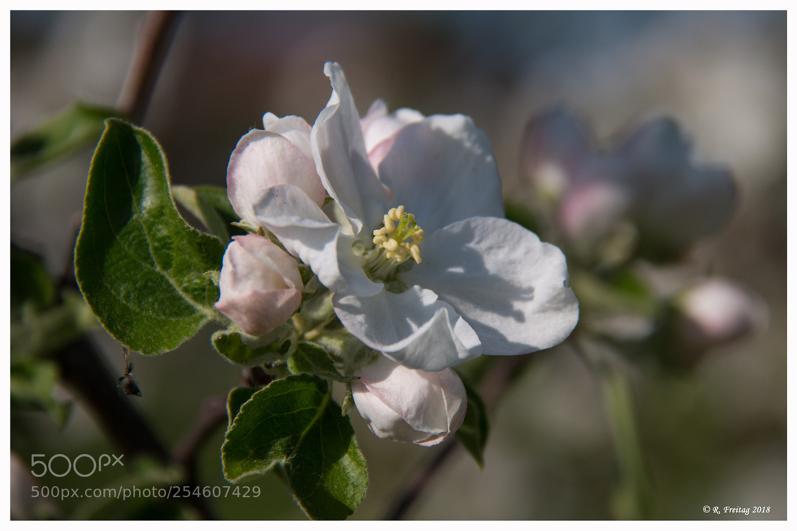 Canon EOS 70D sample photo. Spring time photography