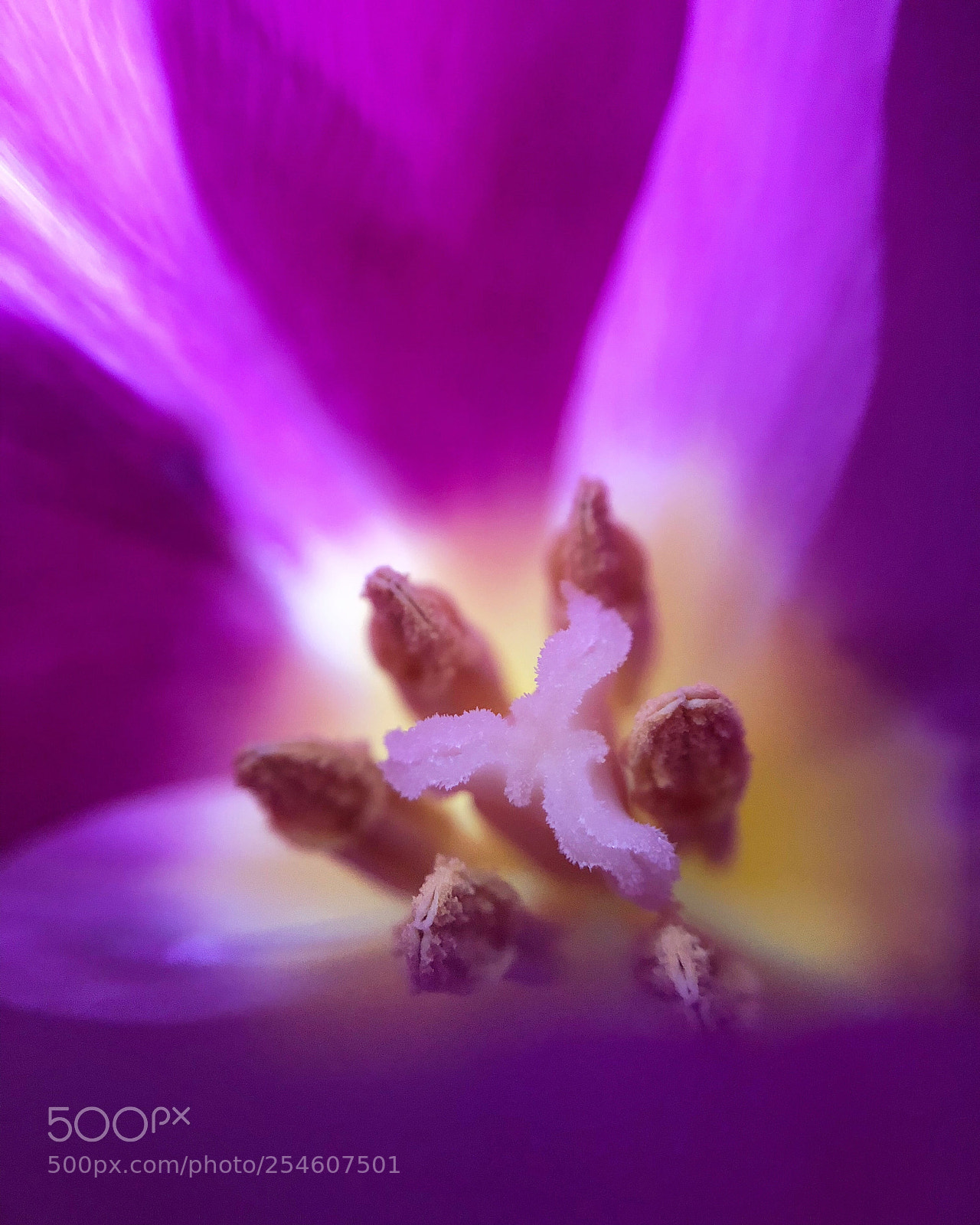 Apple iPhone 8 sample photo. Tulip photography