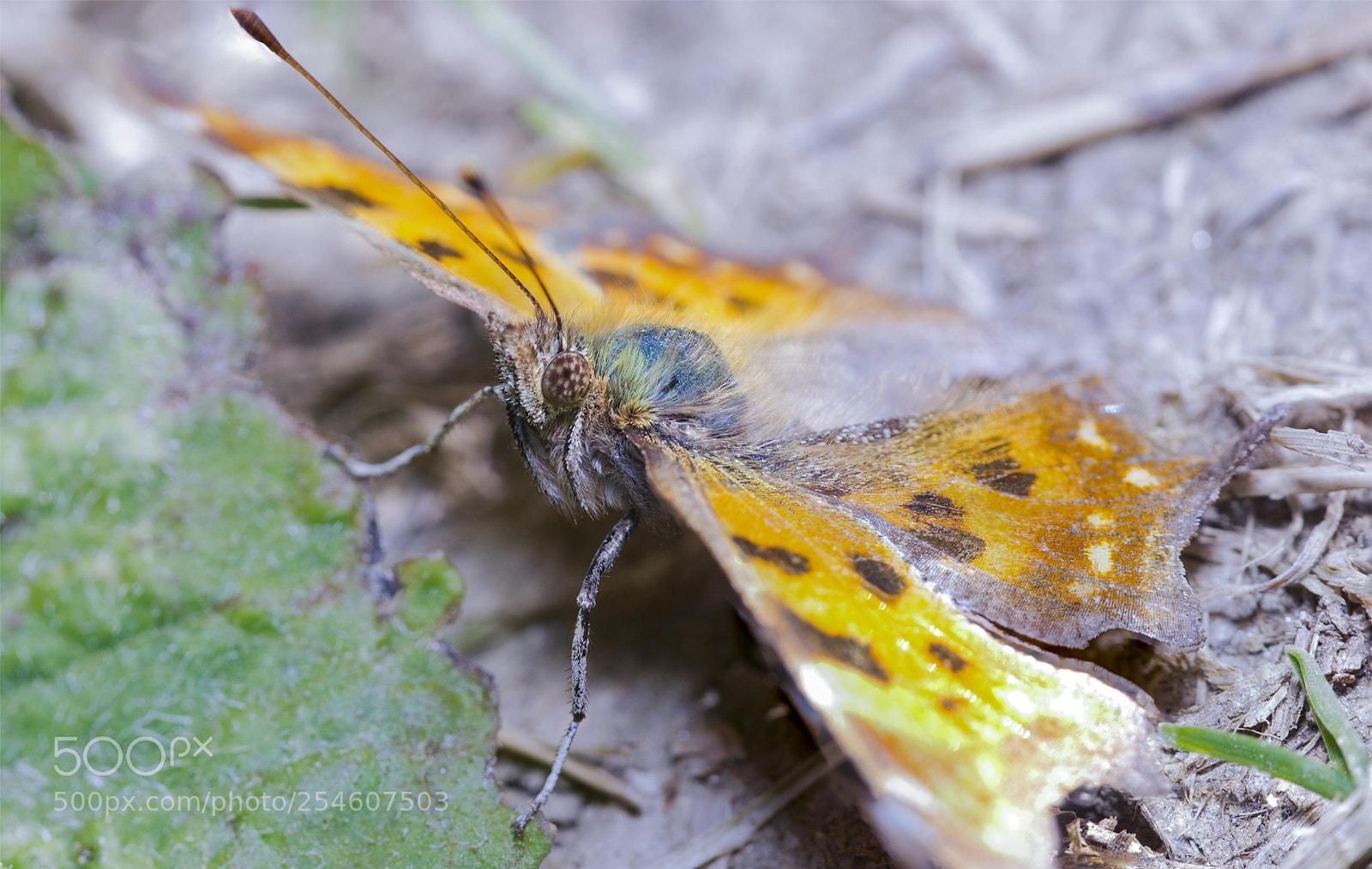Sony a6000 sample photo. Butterfly 29 photography