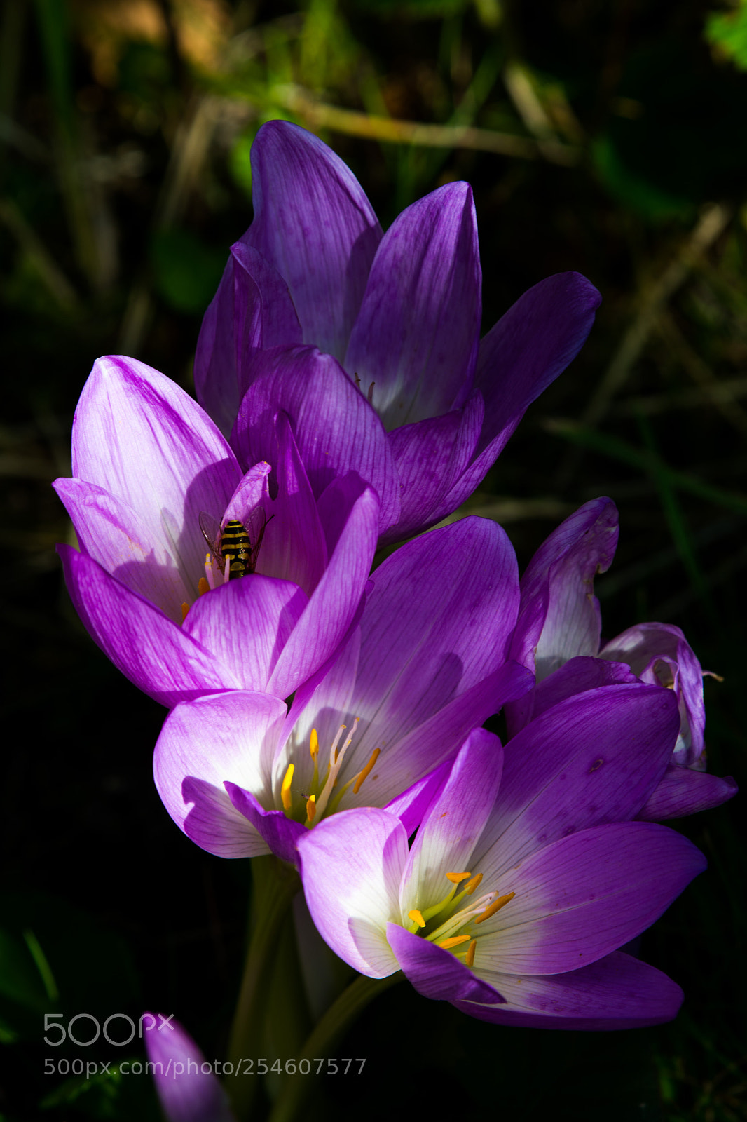 Nikon D7100 sample photo. 6238.jpg photography