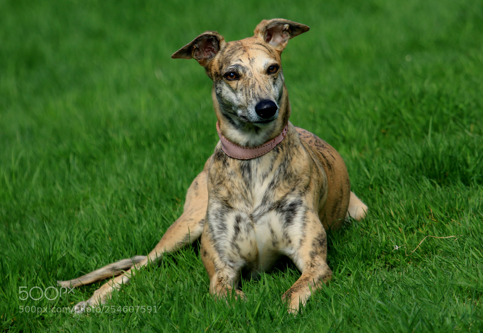 Canon EOS 70D sample photo. Someone say bickies? photography