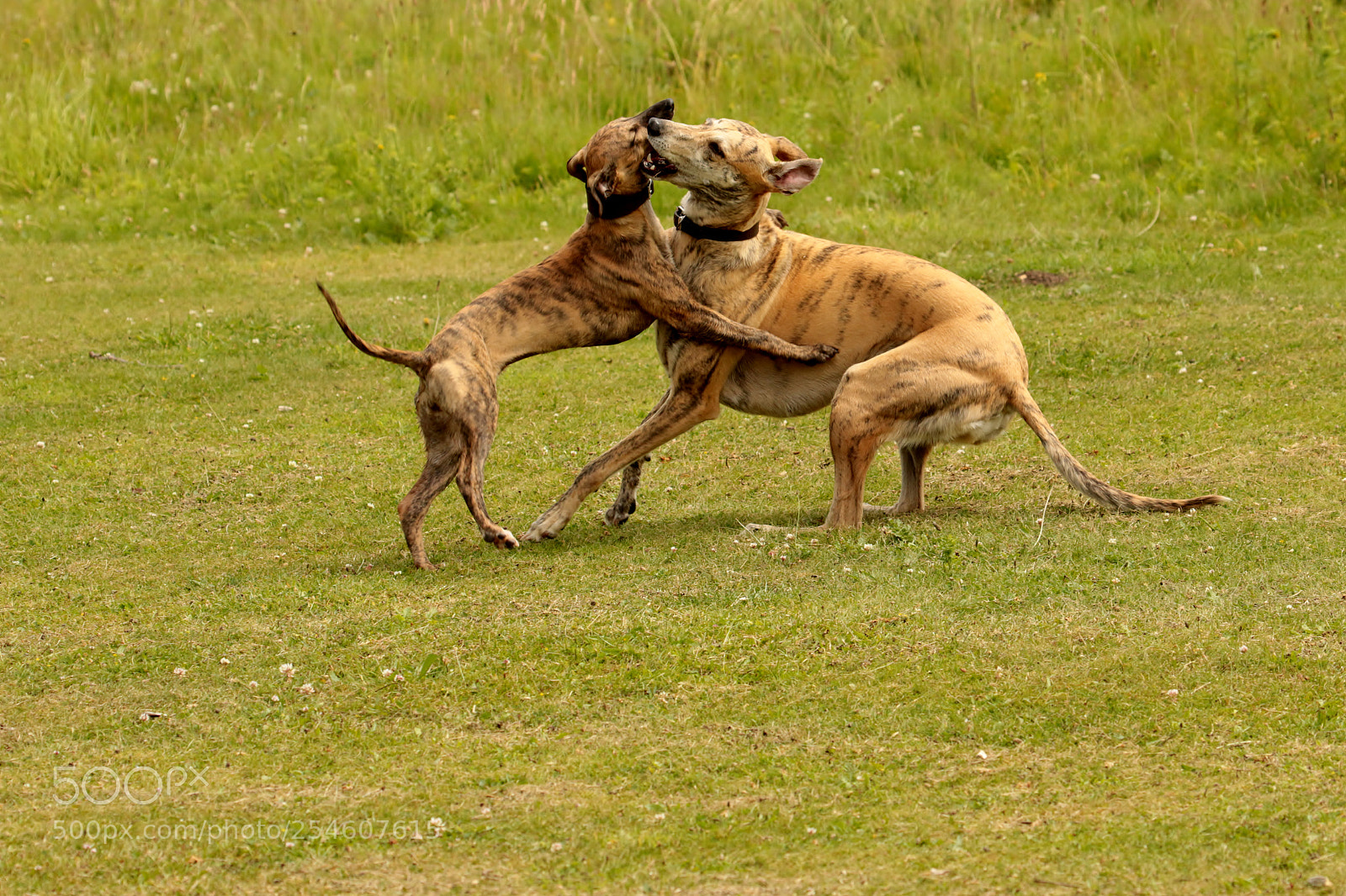 Canon EOS 70D sample photo. Pups will be pups photography