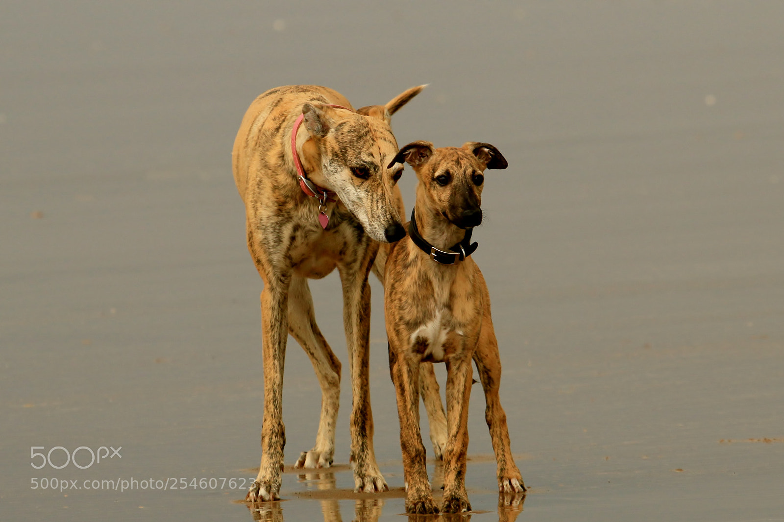 Canon EOS 70D sample photo. Young pups at the photography