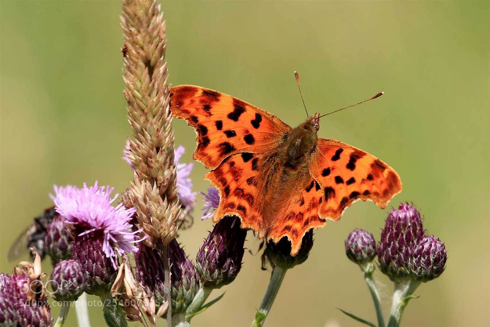 Canon EOS 1100D (EOS Rebel T3 / EOS Kiss X50) sample photo. Comma on thistle photography
