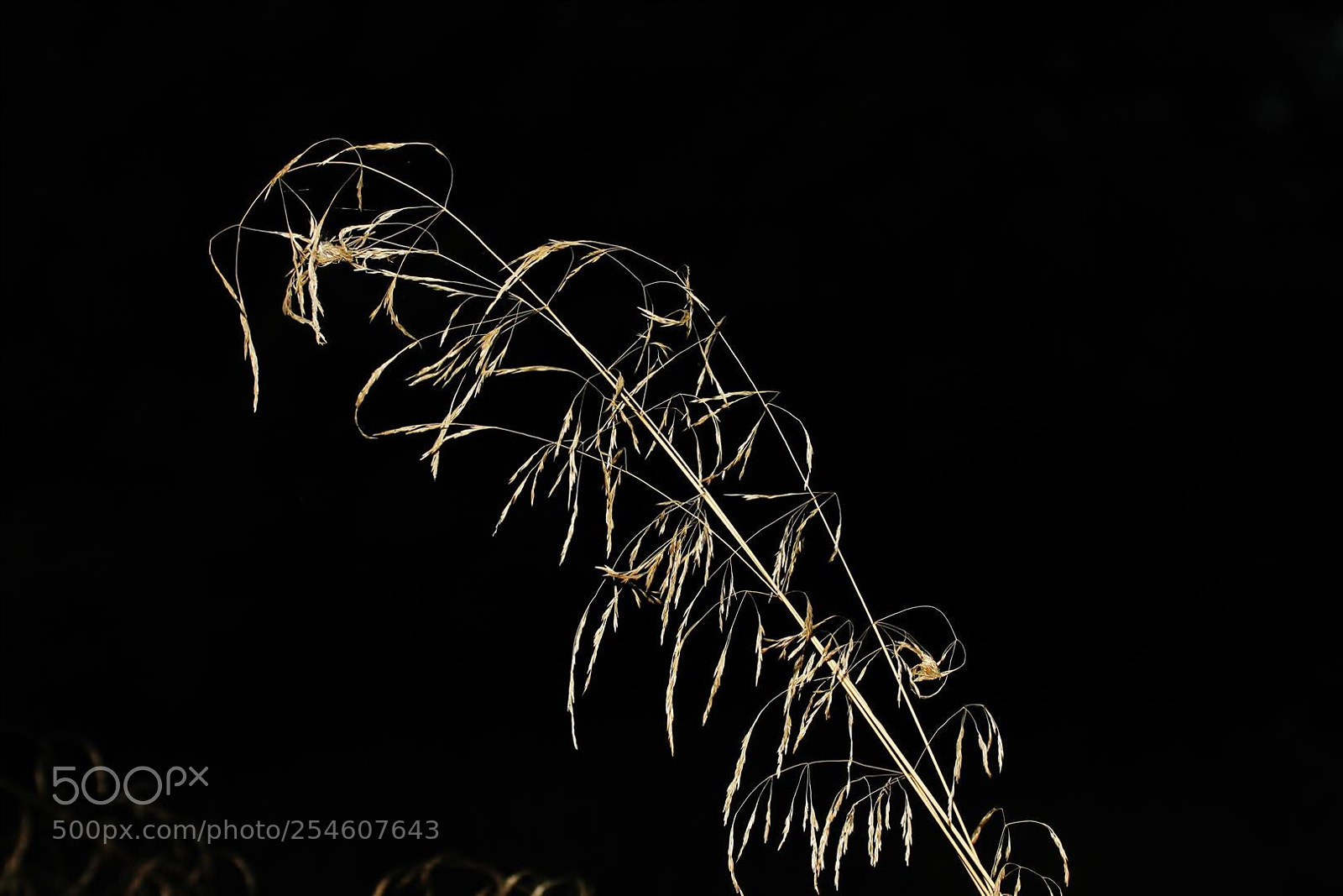 Canon EOS 1100D (EOS Rebel T3 / EOS Kiss X50) sample photo. Weed at night photography