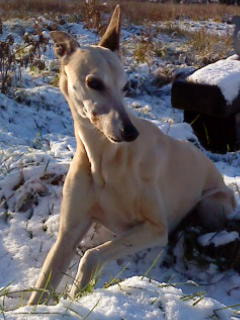 Sony Ericsson W595 sample photo. Misty in the snow photography