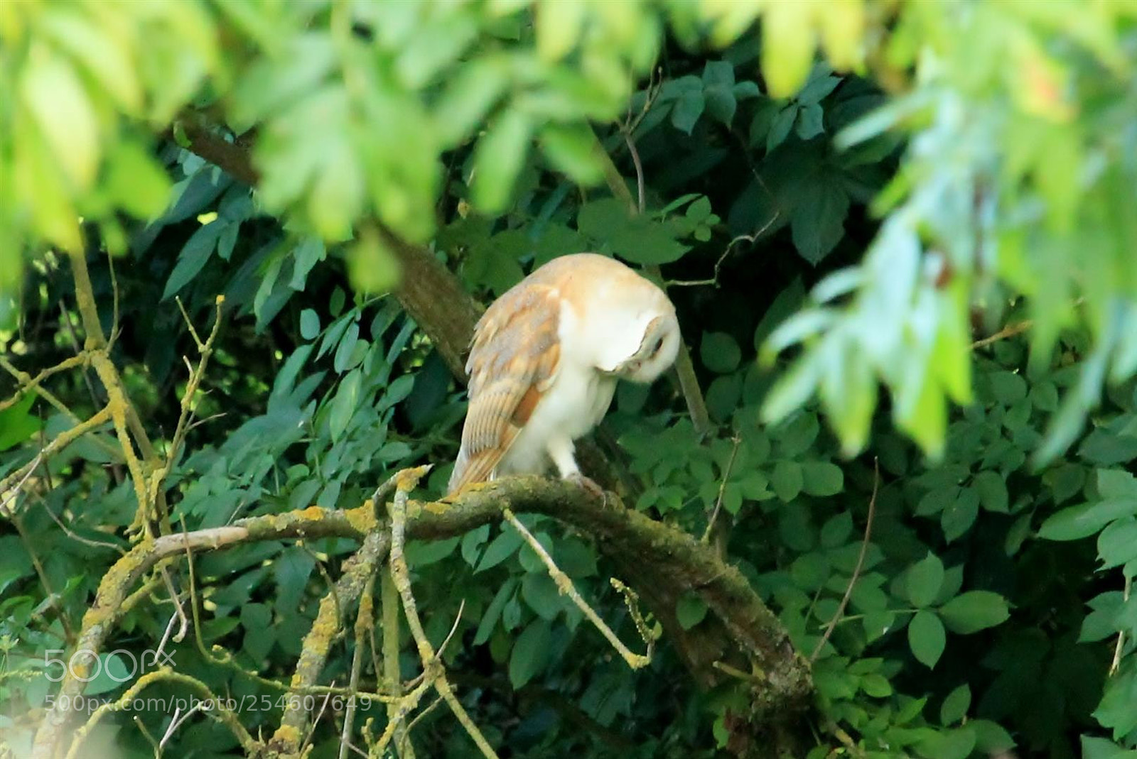 Canon EOS 1100D (EOS Rebel T3 / EOS Kiss X50) sample photo. Barn owl with stiff photography