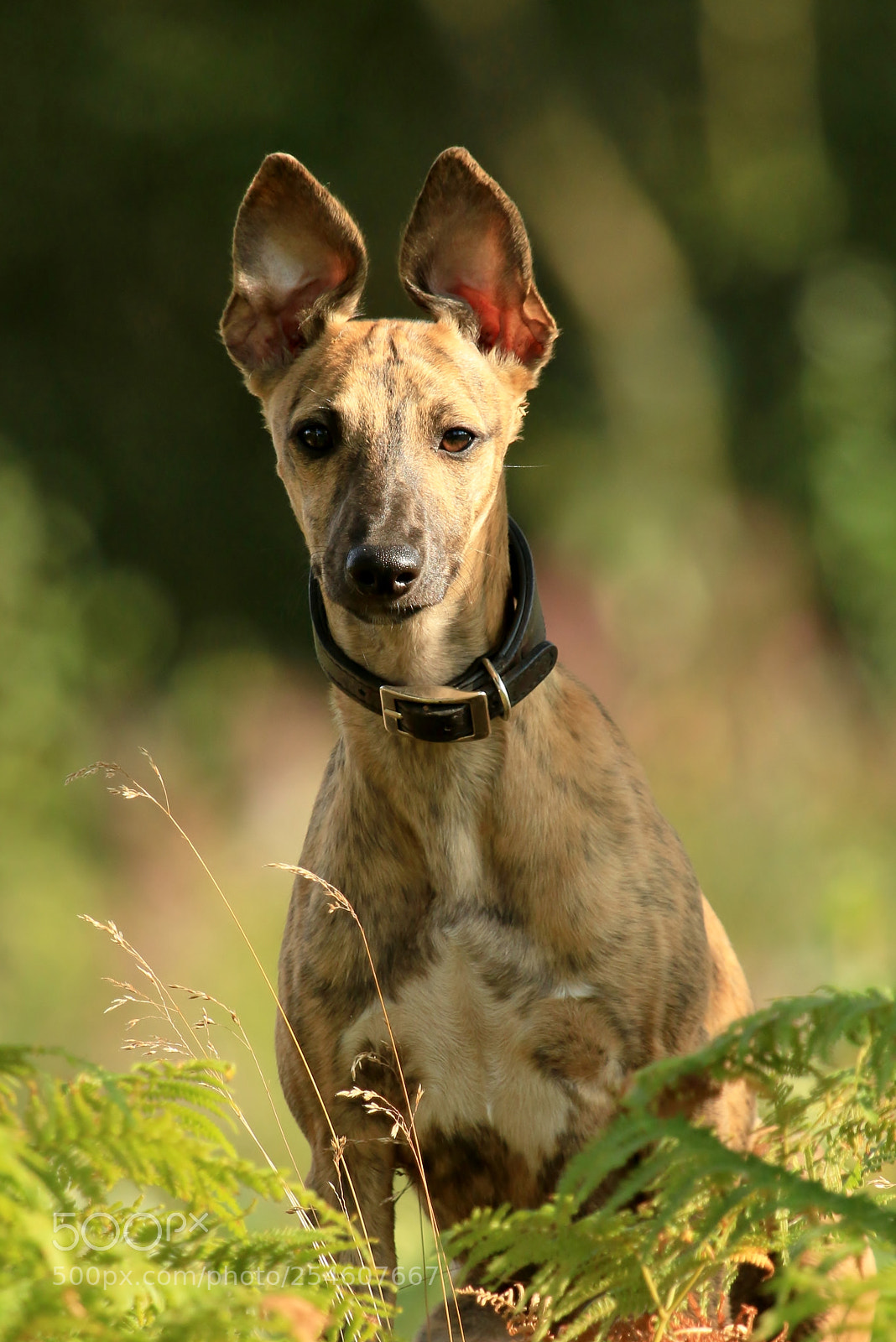 Canon EOS 70D sample photo. Mia never looks innocent photography