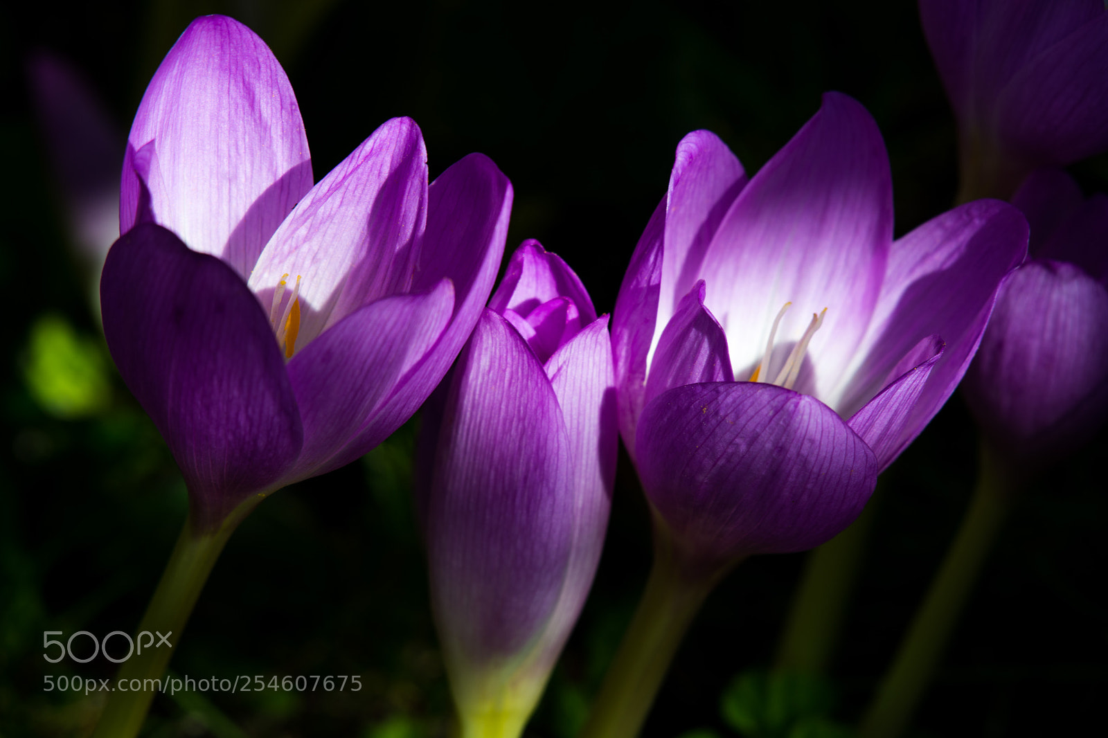 Nikon D7100 sample photo. 6240.jpg photography