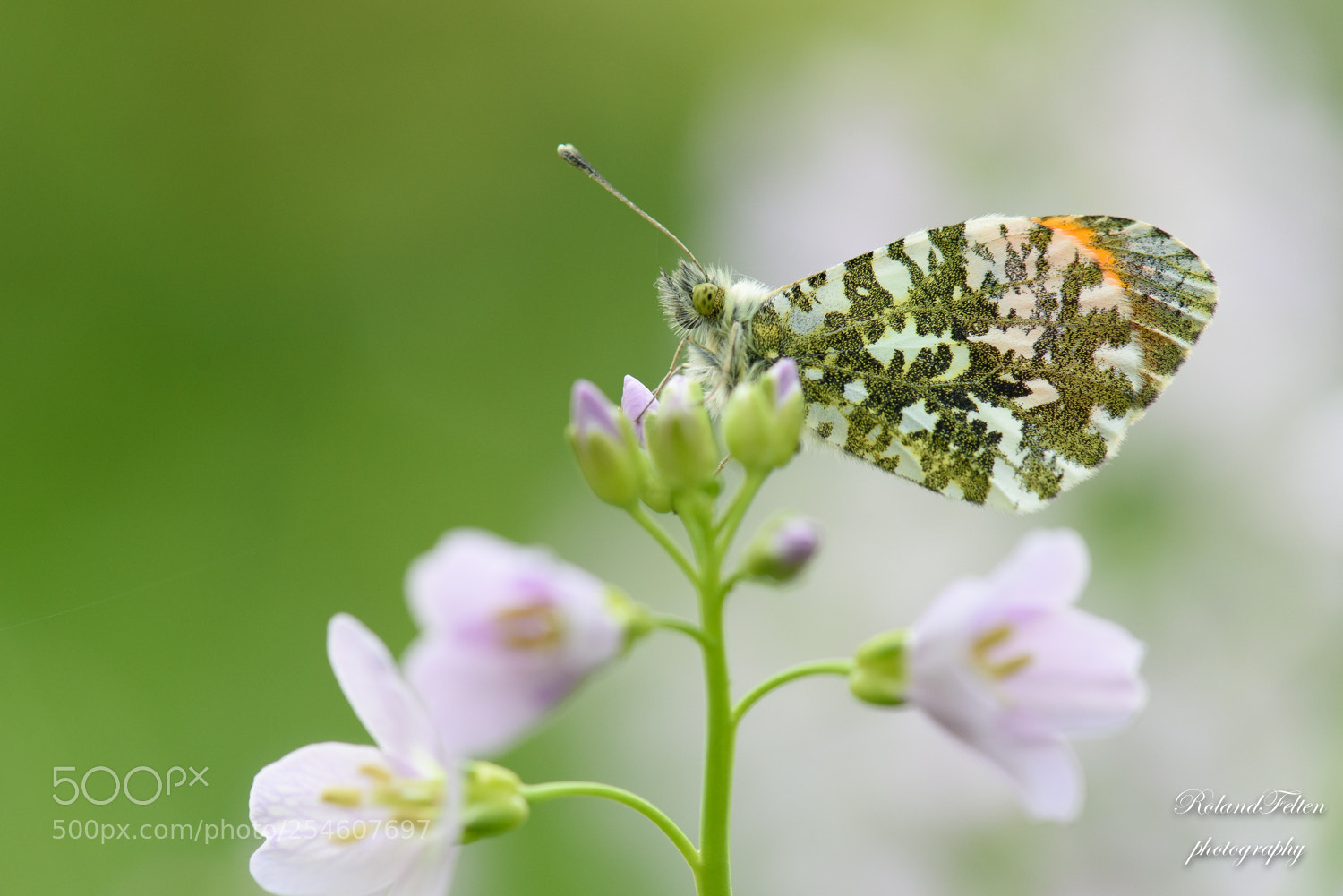 Nikon D810 sample photo. Orange tip photography