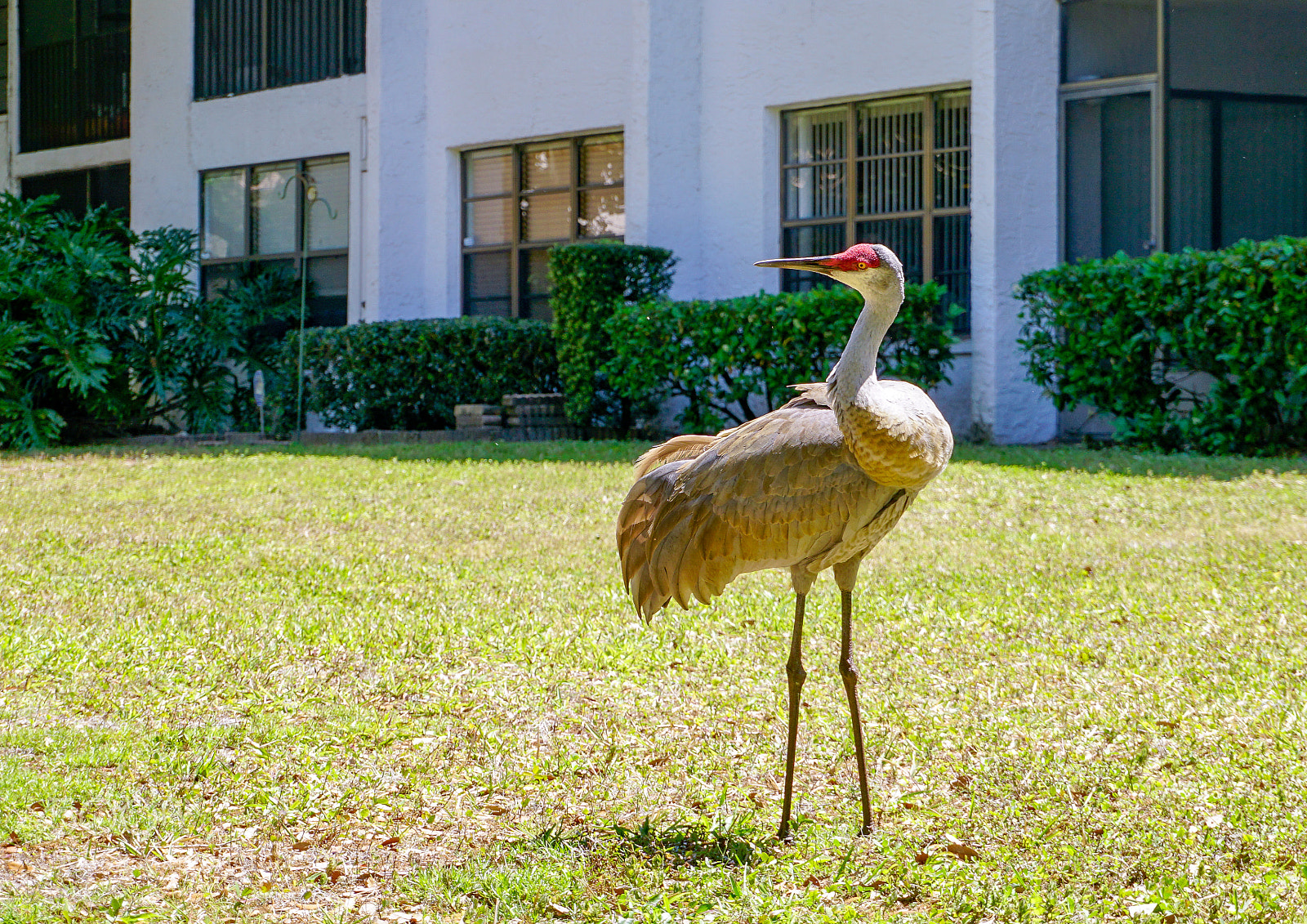 Sony a6300 sample photo. Little red hood or photography