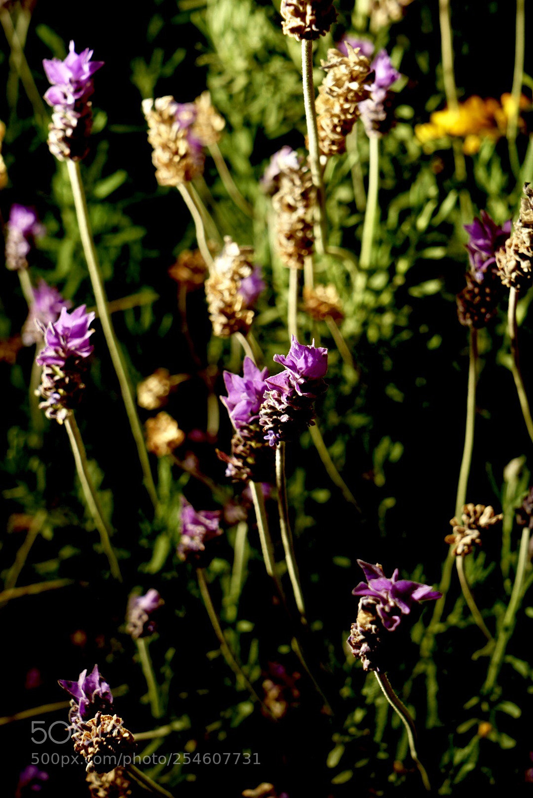 Sony a7 II sample photo. Lavender feast  photography