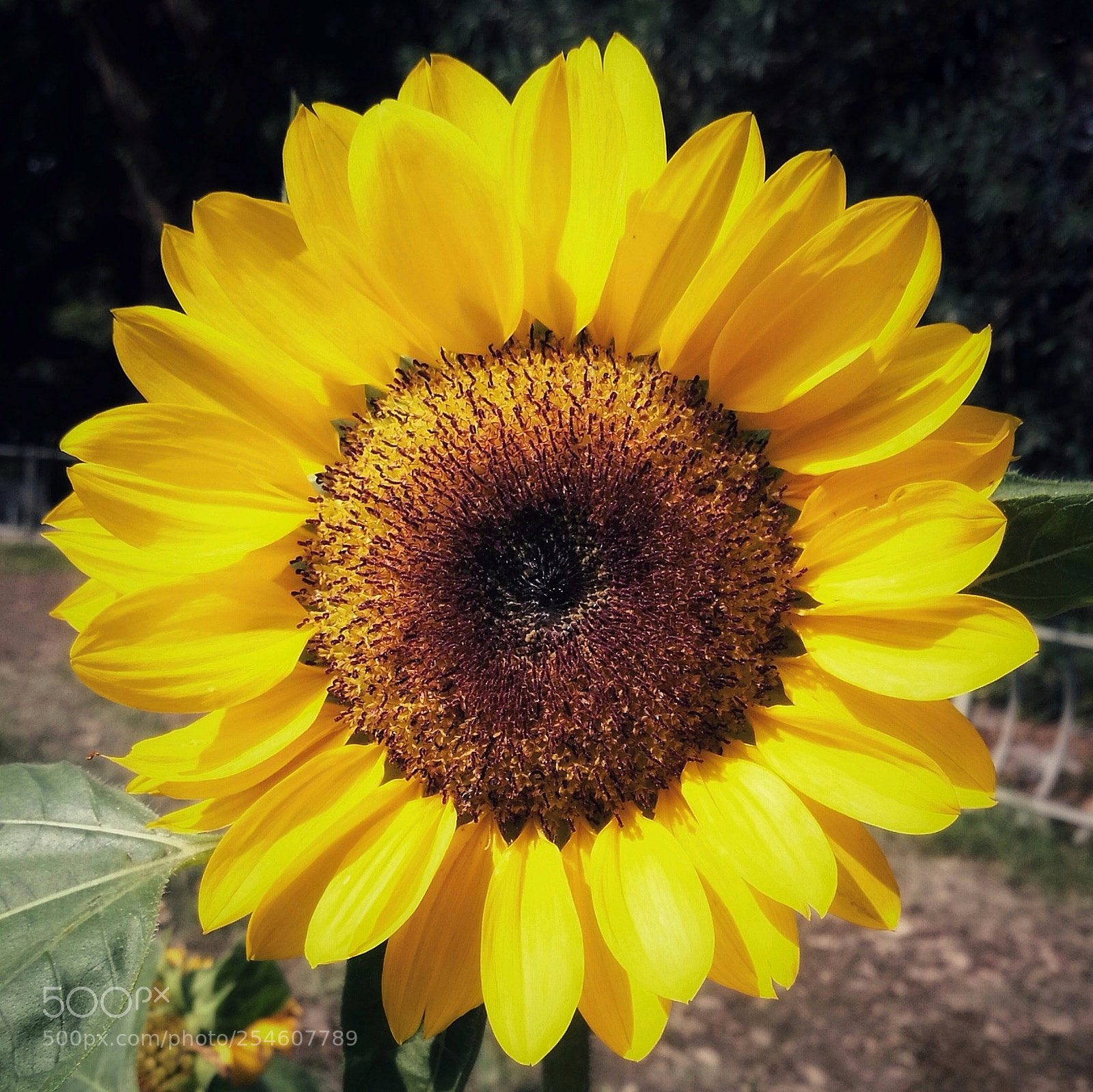 HUAWEI P9 sample photo. 向日葵 photography