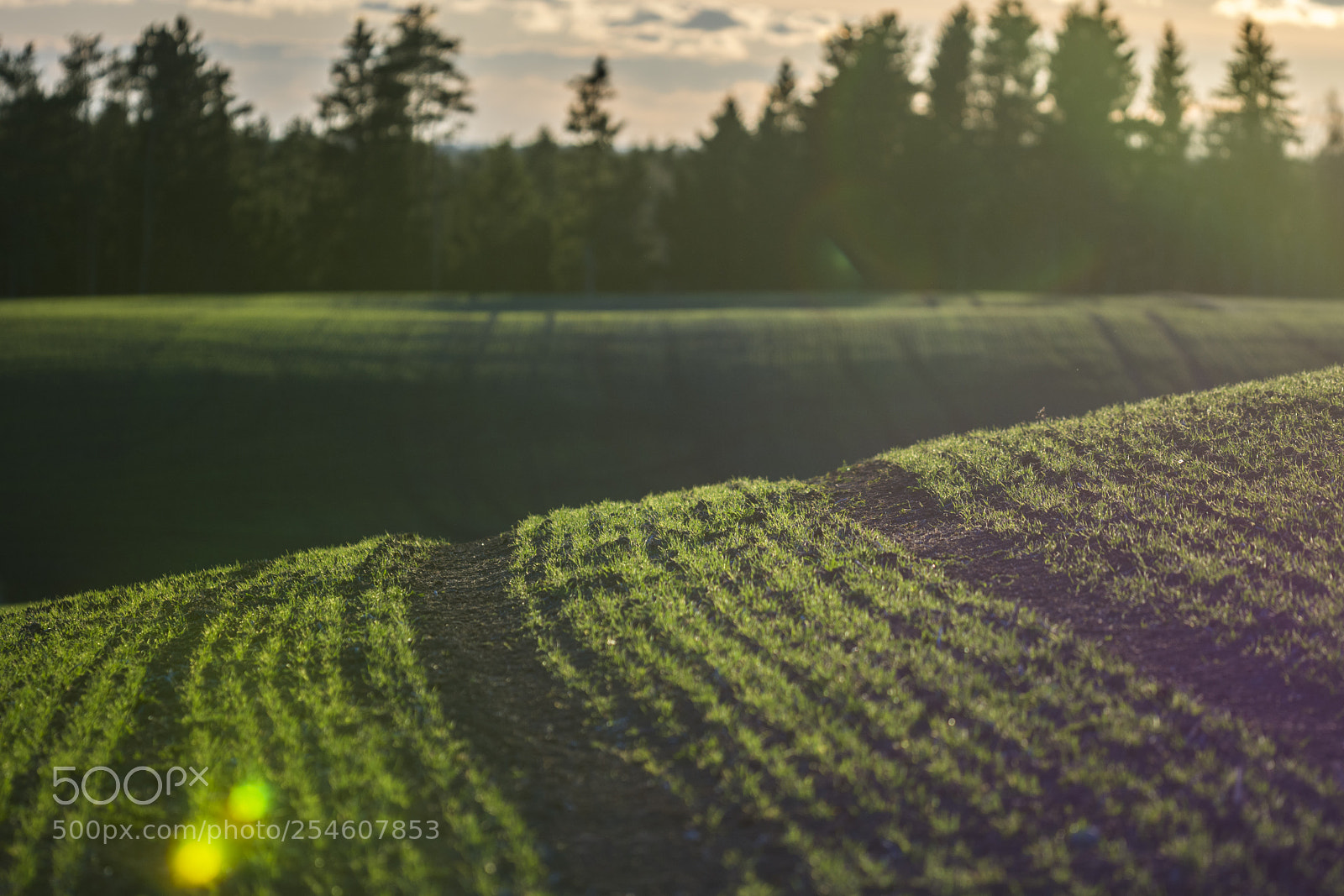 Nikon D7100 sample photo. Tracks on a field photography
