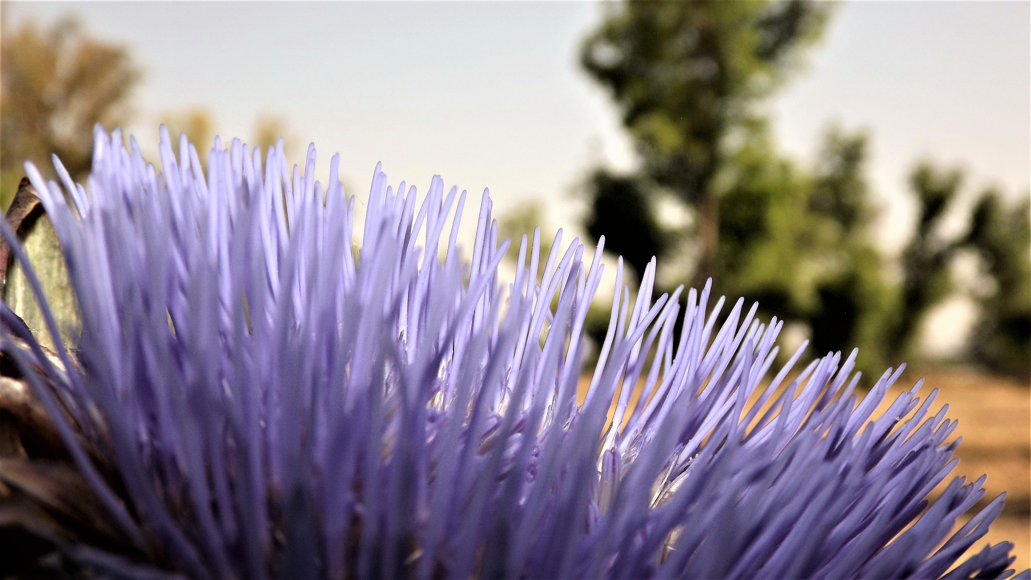 Fujifilm FinePix S4800 sample photo. Artichokes flower side view photography