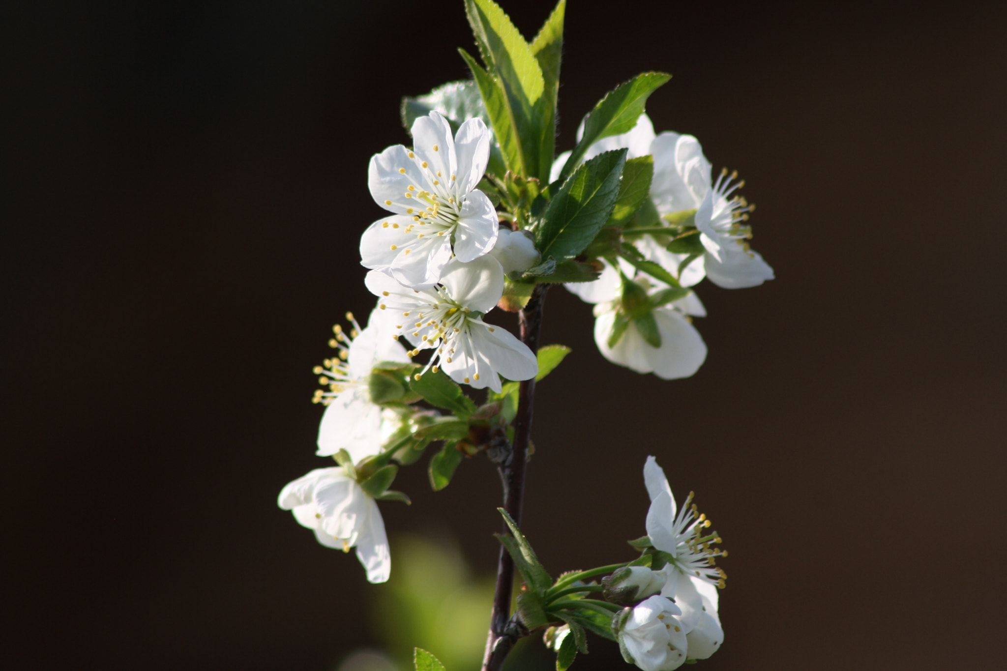 Canon EOS 1000D (EOS Digital Rebel XS / EOS Kiss F) sample photo. Img photography
